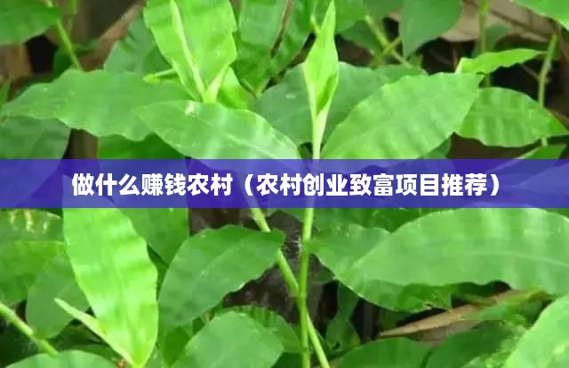 做什么赚钱农村（农村创业致富项目推荐）