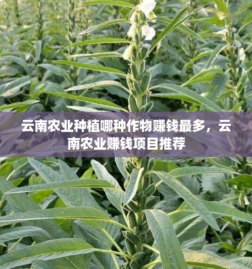云南农业种植哪种作物赚钱最多，云南农业赚钱项目推荐