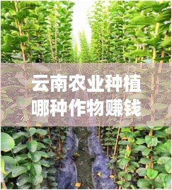 云南农业种植哪种作物赚钱最多，云南农业赚钱项目推荐