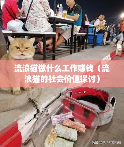 流浪猫做什么工作赚钱（流浪猫的社会价值探讨）