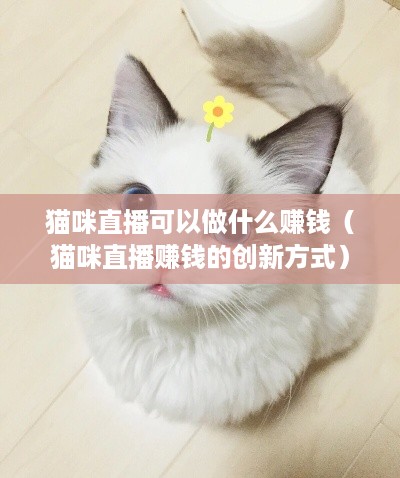 猫咪直播可以做什么赚钱（猫咪直播赚钱的创新方式）