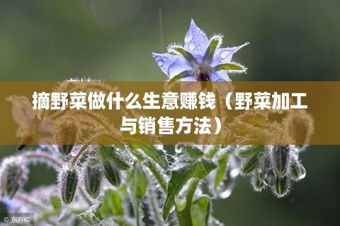 摘野菜做什么生意赚钱（野菜加工与销售方法）