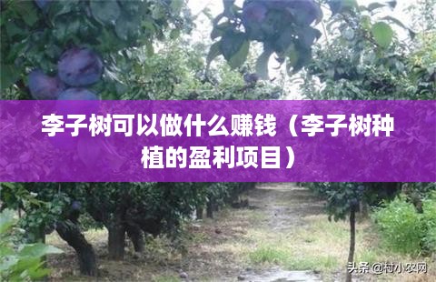 李子树可以做什么赚钱（李子树种植的盈利项目）