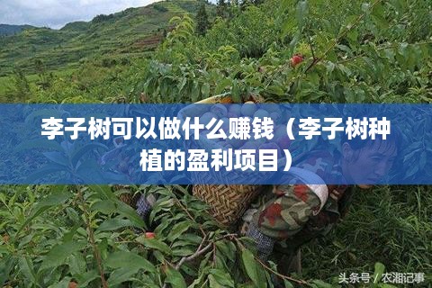 李子树可以做什么赚钱（李子树种植的盈利项目）