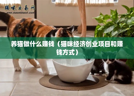 养猫做什么赚钱（猫咪经济创业项目和赚钱方式）