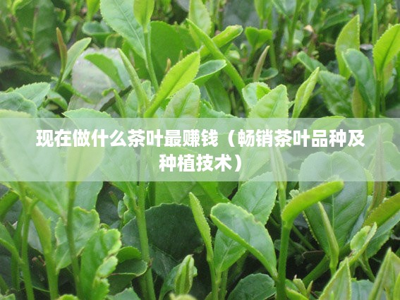 现在做什么茶叶最赚钱（畅销茶叶品种及种植技术）