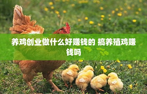 养鸡创业做什么好赚钱的 搞养殖鸡赚钱吗