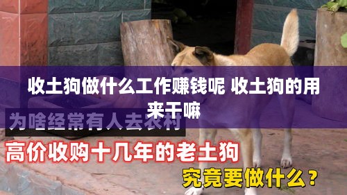 收土狗做什么工作赚钱呢 收土狗的用来干嘛