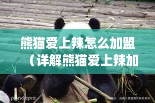 熊猫爱上辣怎么加盟（详解熊猫爱上辣加盟流程）