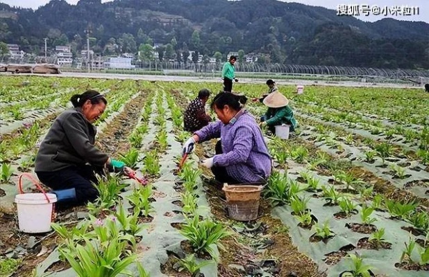 农村上班做什么好赚钱 在农村做什么工作工资高