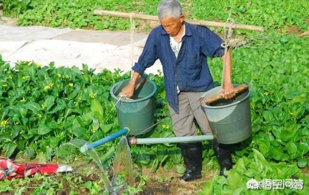 农村白天做什么菜赚钱呢 白天做什么小生意赚钱