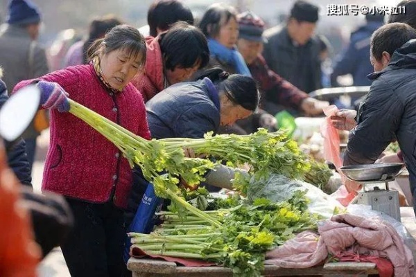 农村白天做什么菜赚钱呢 白天做什么小生意赚钱