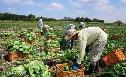 日韩农村做什么生意好赚钱 日韩农业模式