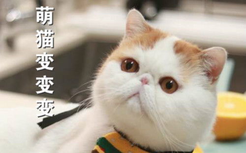 猫咪可以做什么游戏赚钱 专为猫做的几款游戏,猫咪玩得太疯,差点把屏幕给抠烂!