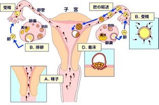 做什么种植体最赚钱女性——一场商业、创新与选择的对话