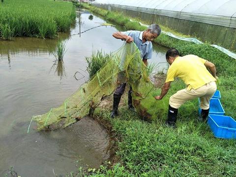 农村池塘适合做什么赚钱