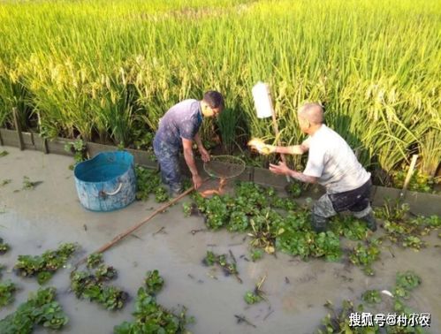 田间河边做什么好赚钱呢？这是一个值得探讨的问题。在中国这片广袤的土地上，田间和河边是许多农民朋友生活的地方，也是他们赖以生存的资源。然而，随着社会的发展和科技的进步，单纯的农业种植已经无法满足人们的需求，越来越多的人开始思考如何在田间河边找到新的赚钱途径。