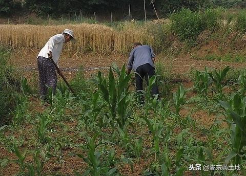 农村老人多做什么能赚钱