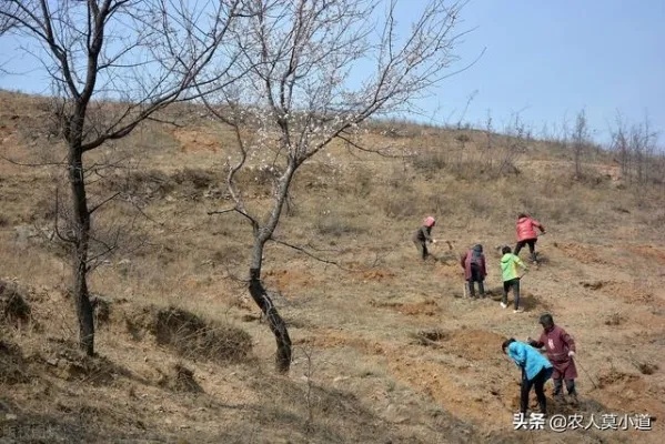 东北山上做什么好赚钱的