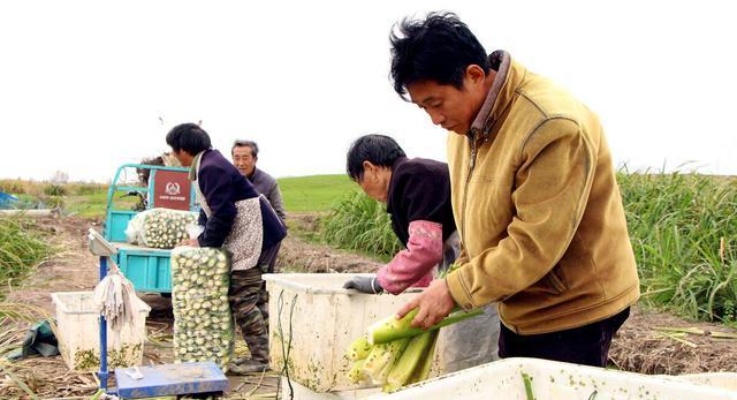 乡村农民快速致富路径探索