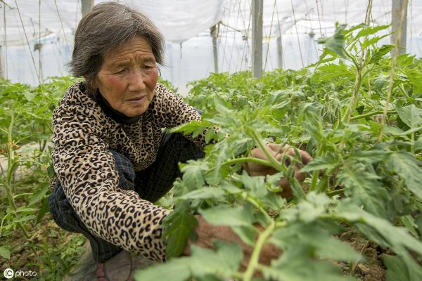 农民致富新路径，特色农业、乡村旅游与电商并行