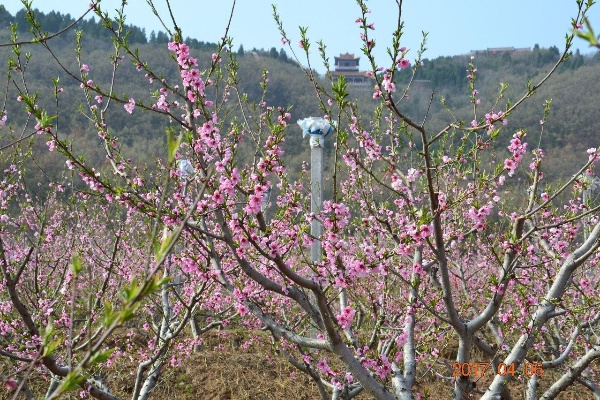 诸城桃林做什么最赚钱? 诸城市桃林