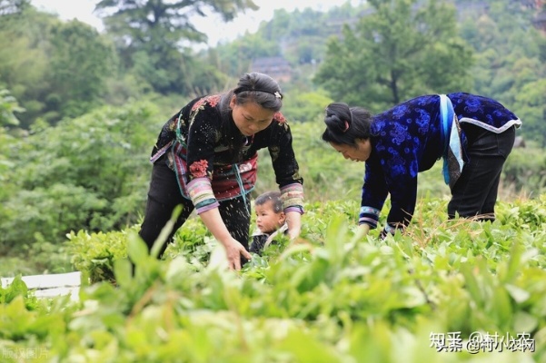 在老家兼职赚钱，灵活高效的乡村就业新模式探讨