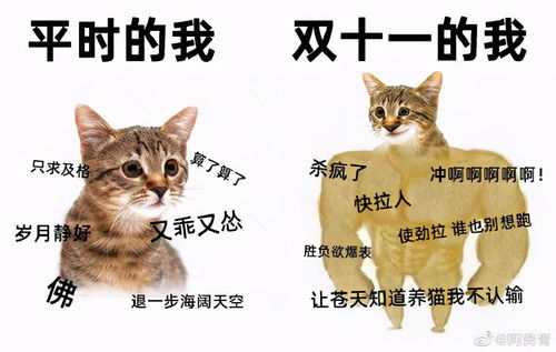 现在做什么品种猫最赚钱，养猫产业的繁荣与商机洞察