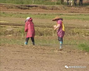 当年农民做什么赚钱快，农业经营的新机遇与挑战