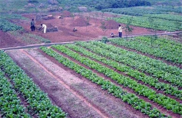 农村农作物种植新机遇，探索赚钱之道