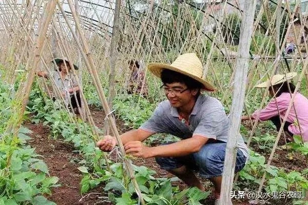 农村种菜创业的新机遇，把握市场热点，赚钱有道