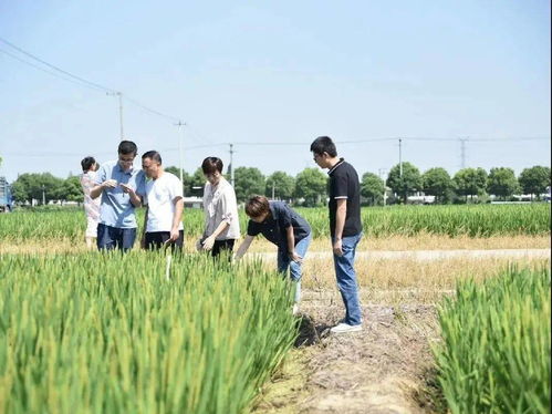 稻农可以做什么工作赚钱 稻农公司