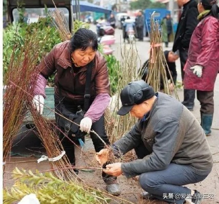 农村春天做什么小生意赚钱，从田间到市场的多元商机挖掘