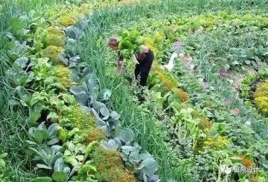 雨后菜园的商机转换，开启特色种植与增值服务的盈利之路