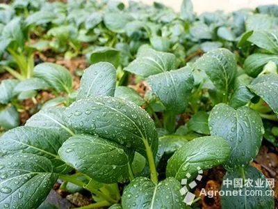 雨后菜园的商机转换，开启特色种植与增值服务的盈利之路