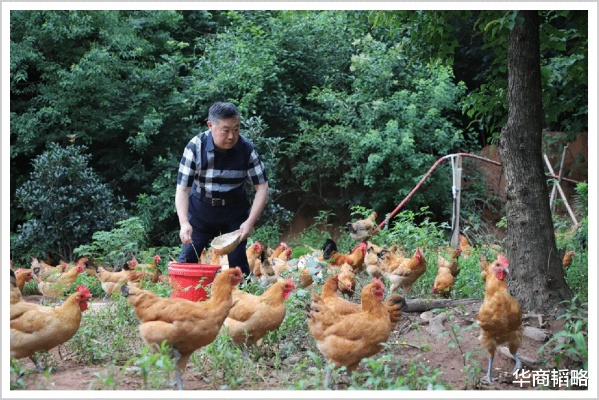 鸡哥做什么生意好赚钱 做鸡生意赚钱吗