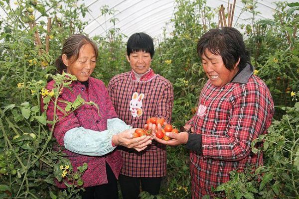 村民在家也能赚钱，多样致富路径探索