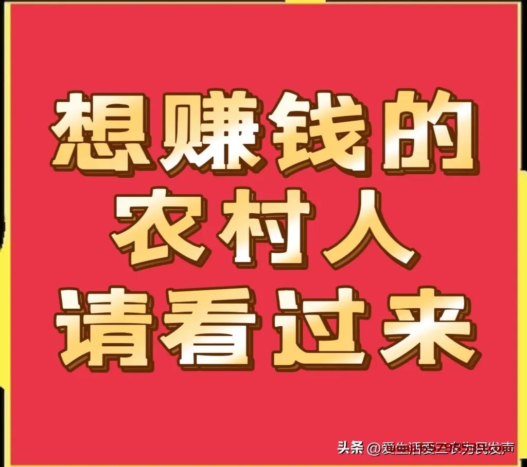 农村今年做什么好项目赚钱 农村今年做什么好项目赚钱呢