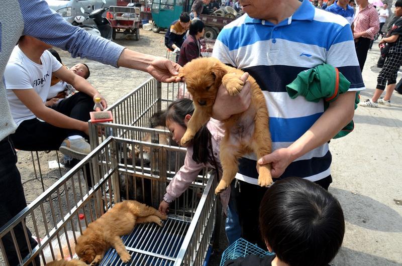 狗哥收车做什么生意赚钱 实拍狗市狗贩子收狗装车