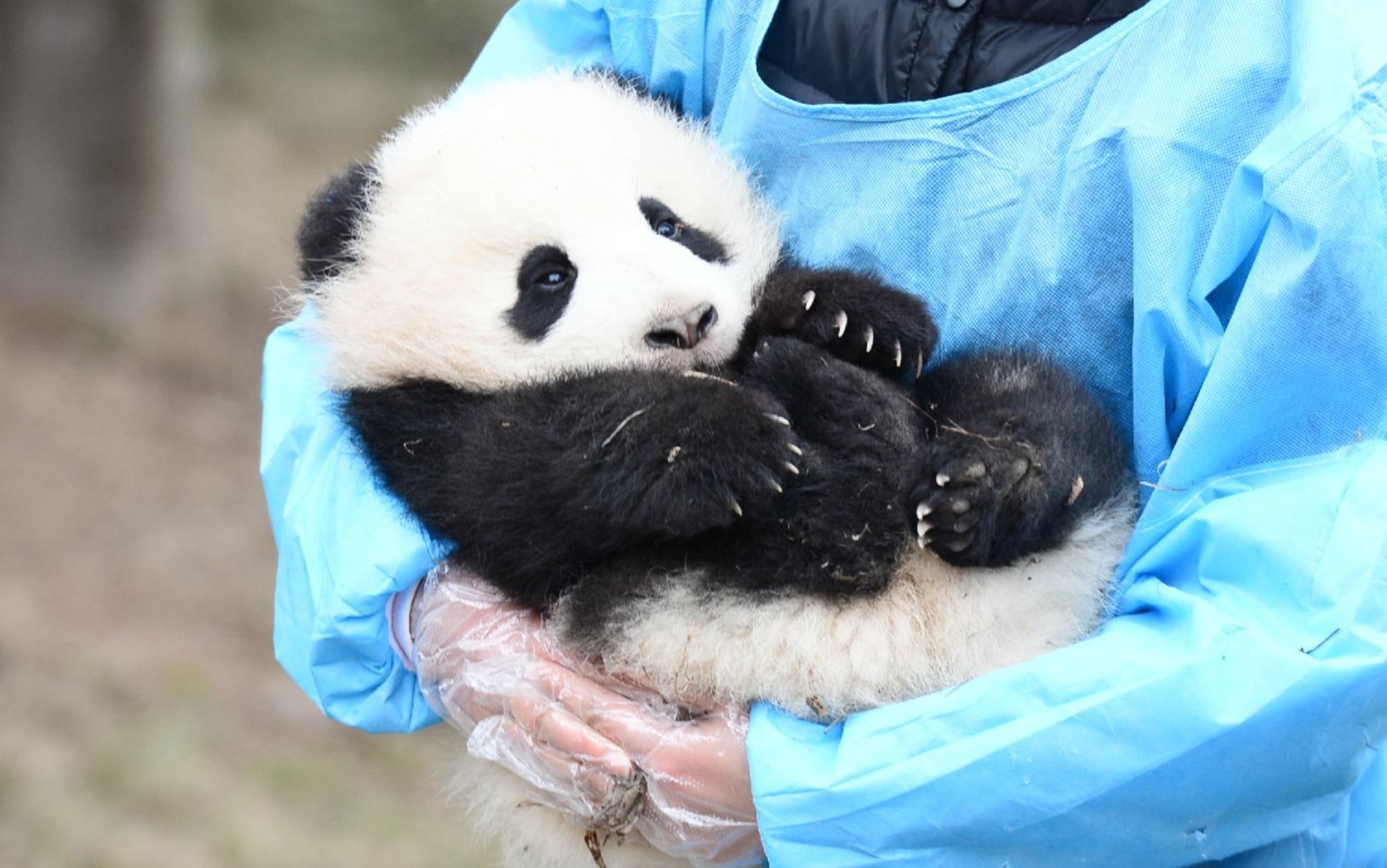 熊猫馆做什么生意好赚钱？