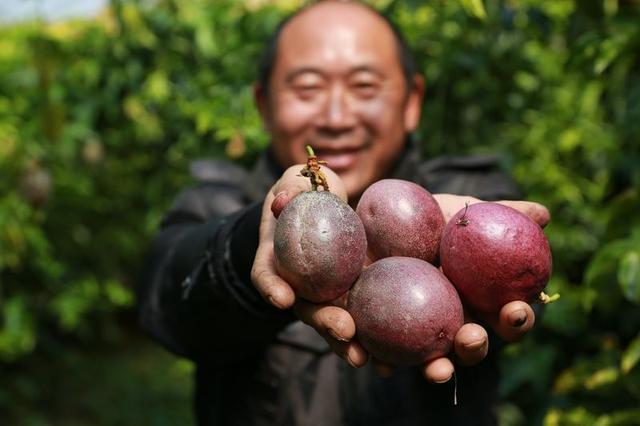 在农村做什么水果最赚钱？