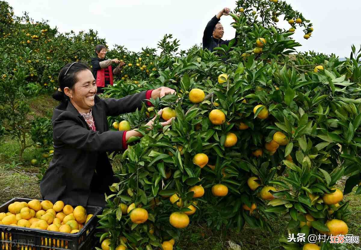 在农村做什么水果最赚钱？