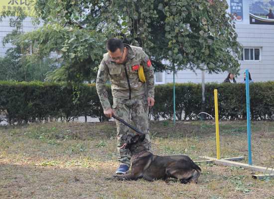 训犬师能做什么副业赚钱