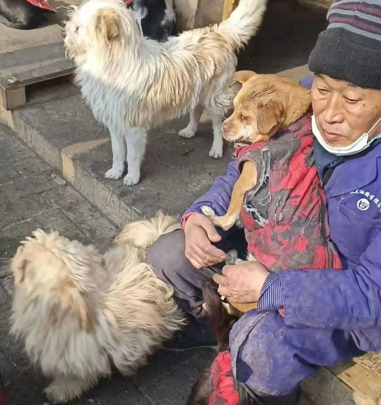 收养流浪狗，开启你的爱心事业