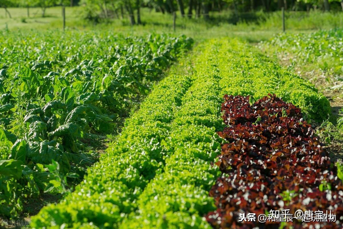 在蔬菜园做什么生意好赚钱？