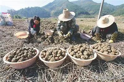 山区农村做什么赚钱快最好