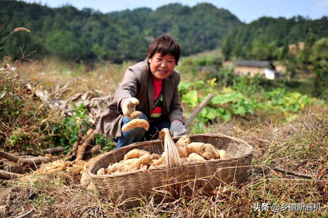 山区农村做什么赚钱快最好