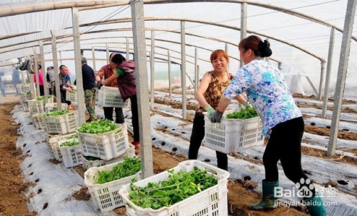 自家花园能做什么生意赚钱 自家花园种植搭配图片