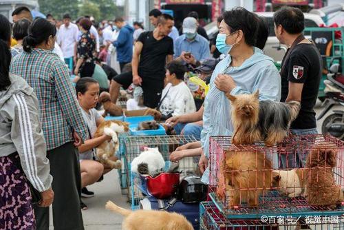 给狗做什么生意好赚钱