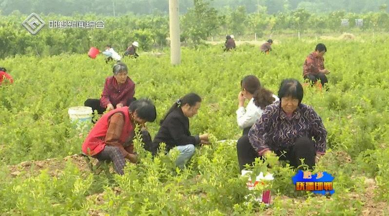 药厂做什么销售赚钱快 药厂做什么比较好